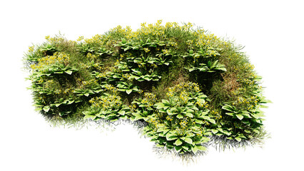 Wall Mural - top view of 3d render various types of flowers grass bushes shrub and small plants on transparent ba