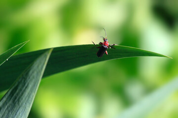 Sticker - Cute brown bug sitting on plant