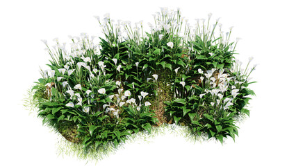 Wall Mural - 3d render various types of flowers grass bushes shrub and small plants on transparent background