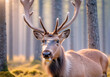 deer with a wary look in the forest. reindeer standing in a serene winter forest