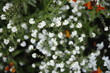 Kwiatki białe wiosenne makro
