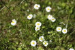 Kwiatki białe wiosenne makro