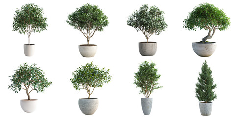 set of tree pot png mockup in 3d without backoground png for decoration.