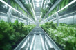 © kalafoto - A modern vegetable greenhouse with a minimalist composition, bright lighting, and an empty scene.