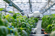 © kalafoto - A vegetable greenhouse utilizing high-tech robotic automation technology.