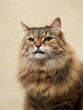 An attentive long-haired tabby cat gazes upward, its fur a mix of earth tones against a neutral backdrop