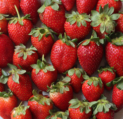 Sticker - Strawberry background. Juicy organic berries close up photo. Summer fruit texture. Fresh strawberries from above filling the frame