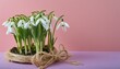 Graceful Simplicity: Snowdrops on Soft Pink Background