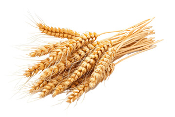 Wheat ears isolated on transparent background With clipping path. cut out. 3d render