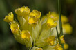 several yellow flowers on a blurred background