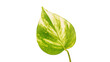 Scindapsus aureus eagler leaf on a white background.