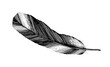 Feather line drawing in black, isolated on white background