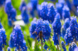 Grape hyacinths and honey bees in springtime.
