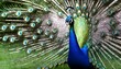 A Peacock With Its Feathers Shimmering With Every