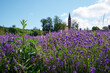 Close up of lavender spikes flowering near the village of Sale San Giovanni, Langhe region, Piedmont, Italy