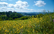 Genisteae field in bloom with the Sale San Giovanni village on the background, Langhe region, Piedmont, Italy