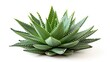 Exotic Aloe Cactus hybrid with thick leaves, vividly green against a plain white backdrop