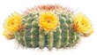 Fishhook Barrel Cactus with yellow blooms, detailed texture visible on white