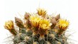 Fishhook Barrel Cactus with yellow blooms, detailed texture visible on white