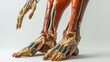 A pair of human legs with the feet showing the bones and muscles