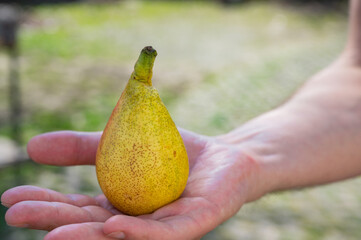 yellow ripe juicy pear in a man's hand