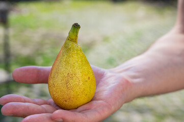 yellow ripe juicy pear in a man's hand