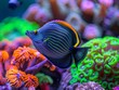 Colorful surgeonfish swimming through vibrant corals in mesmerizing saltwater aquarium display 