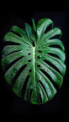 Wall Mural - Vibrant monstera leaf with water droplets on dark background, lush and fresh botanical concept