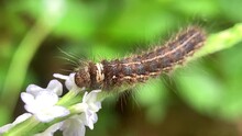Caterpillars Are Eating White Flowers