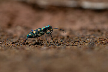 Wall Mural - golden-spotted tiger beetle Cicindela aurulenta  on red soil, natural bokeh background