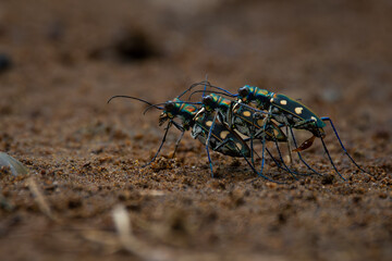 Wall Mural - rare golden-spotted tiger beetle Cicindela aurulenta threesome mating ritual on red soil, natural bokeh background