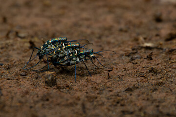 Wall Mural - rare golden-spotted tiger beetle Cicindela aurulenta threesome mating ritual on red soil, natural bokeh background