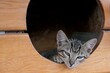 Cute tabby crossbreed kitten looking out of round entrance of her wooden kennel, eyes half closed. 