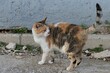 Adult calico three coloured cat standing near wall on concrete molo, looking backwards. 