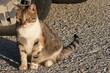 Cute calico tricolor cat with tabby back and tail with almond coloured eyes, sitting in front of pickup wheel on conrete molo, sunlit by afternoon summer sunshine. 