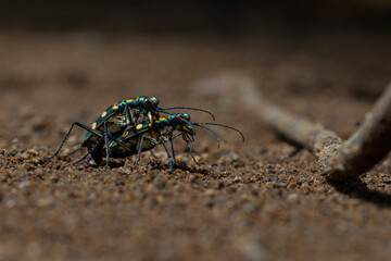 Wall Mural - golden-spotted tiger beetle Cicindela aurulenta mating ritual on red soil, natural bokeh background