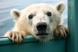 Close-up portrait of a curious polar bear peeking into a boat with striking blue eyes and detailed fur texture