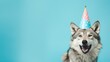 Funny wolf with birthday party hat on blue background.