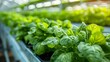 Hydroponic farming in a modern greenhouse yields fresh healthy produce industrially. Concept Hydroponic Farming, Modern Greenhouse, Fresh Produce, Industrial Agriculture, Healthy Eating