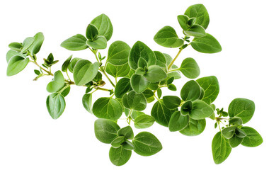 Fresh oregano herb branch isolated on white background