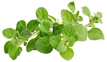 Poster - Fresh oregano herb isolated on a white background