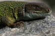 Green lizard lacerta viridis in summer garden. Small reptile outdoor