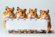 group of animals, golden hamster with empty sign, copy space