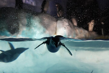 penguin in aquarium