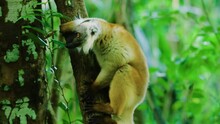 A Footage Of The Ring-tailed Lemurs (Lemur Catta) In Madagascar Rainforest.