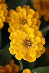 Wall Mural - yellow flowers in close up background