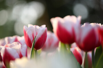 Wall Mural - red and white tulips in close up