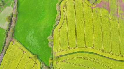 Poster - Top Down over Rapeseed fields and farms from a drone, Devon, England