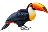 Fototapeta  - A vibrant toucan with a large beak, isolated on transparent background, png file