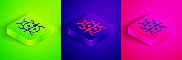 Poster - Isometric line Colorado beetle icon isolated on green, blue and pink background. Square button. Vector